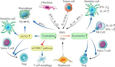 Frontiers Tryptophan And Its Metabolites In Lung Cancer Basic